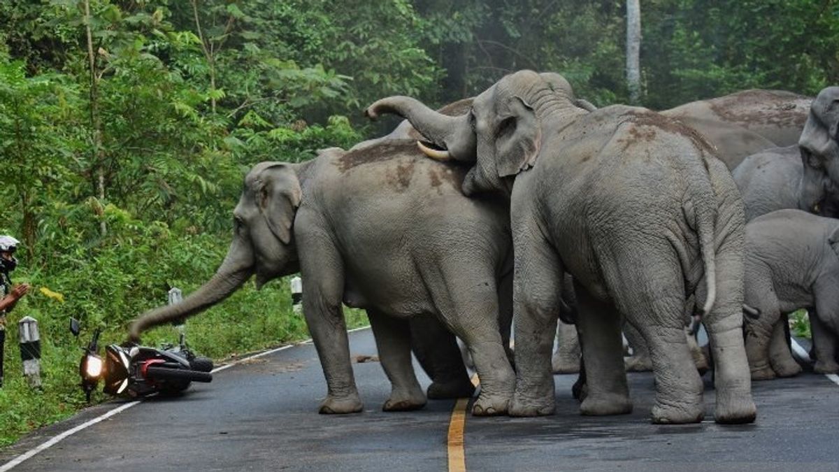 BKSDA Sumsel Translokasi Gajah Liar di OKU Selatan ke Suaka Margasatwa Gunung Raya