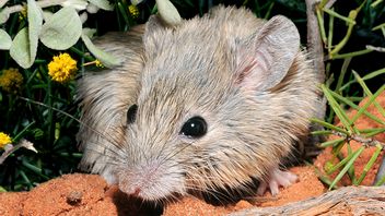 150年前，研究人员在西澳大利亚发现了古尔德老鼠