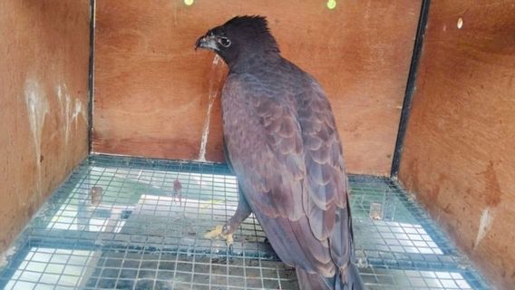 バリ島BKSDA、ブロントクワシを含む保護動物を放出