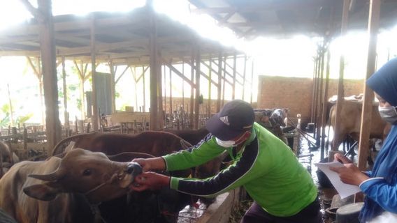 Dinas Peternakan OKU Minta Masyarakat Tidak Potong Sapi Betina Produktif saat Idul Adha 