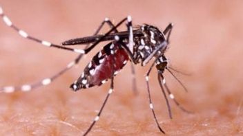 South Lampung Notes 264 Cases Of Dengue Fever Throughout 2022, Health Office: If You Have A Fever Without A Cause, Immediately Check With A Doctor