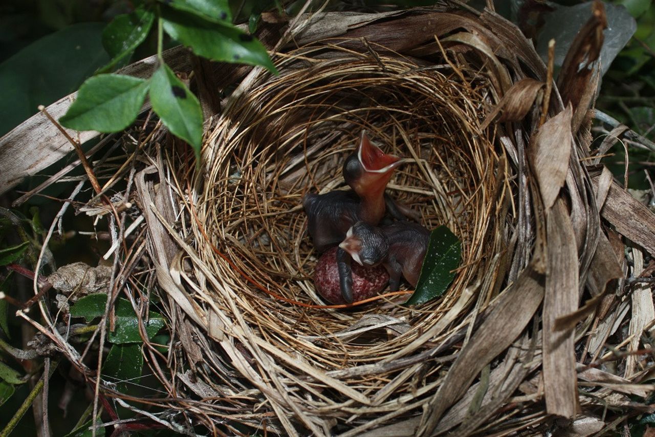 気候変動が早春を引き起こす:鳥の産卵期を含む野生動物の習慣を変える
