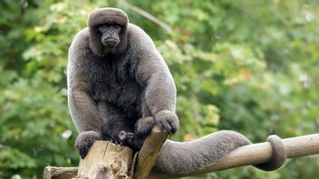 Pertama di Dunia, Berkat Monyet Wol Bernama Estrellita, Hewan Liar di Ekuador Kini Miliki Hak Hukum