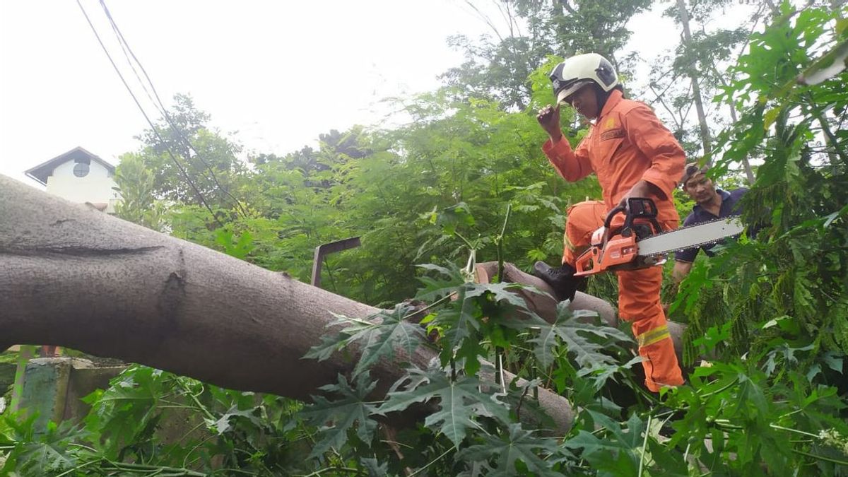30棵多孔树木容易在Jakpus被官员砍伐