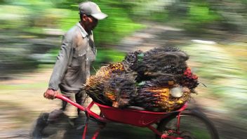 Sri Mulyani延长CPO出口关税豁免，希望国内库存充足，农民有利可图