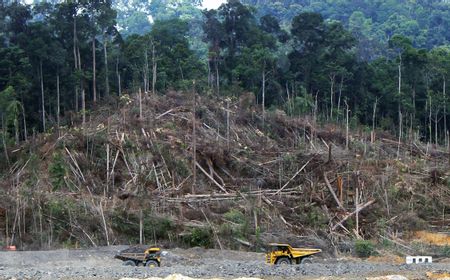 Sepakat Akhiri Deforestasi pada Tahun 2030, Pemimpin Global Siapkan Anggaran Rp270 Triliun