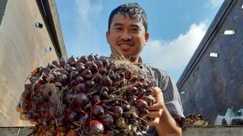 Palm Oil Entrepreneur Ready To Party Pora, Sri Mulyani Says Prices Will Rise
