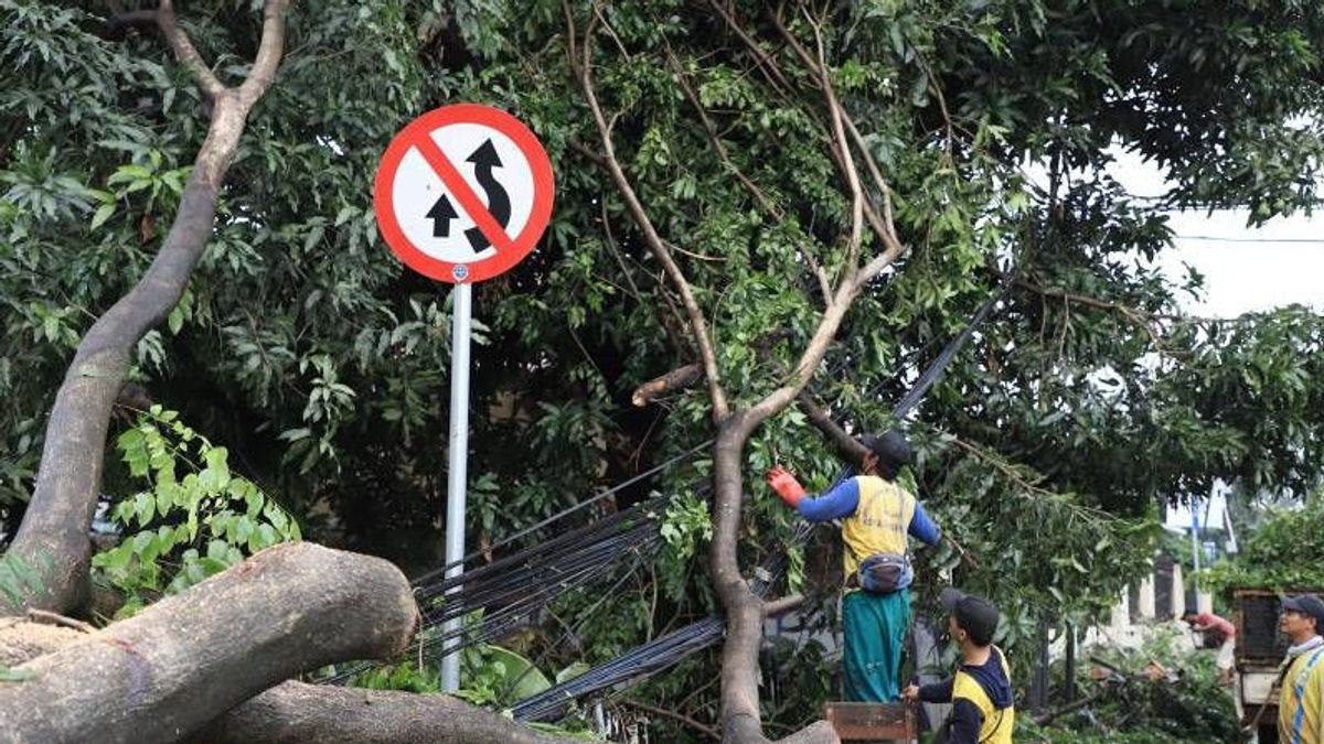  VIDEO: Angin Kencang Tumbangkan Pohon Timpa Mobil, Disbudpar Jamin Santunan Bagi Warga