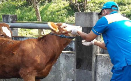 Pemkab Temanggung Terjunkan 222 Petugas Pantau Pemotongan Hewan Kurban