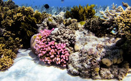 Pertama di Dunia, Ilmuwan Coba Bekukan Karang Great Barrier Reef