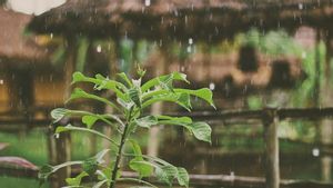 Ramalan Cuaca BMKG di Lampung, Kamis 4 Maret 2021: Siang Diguyur Hujan, Malam Berawan 