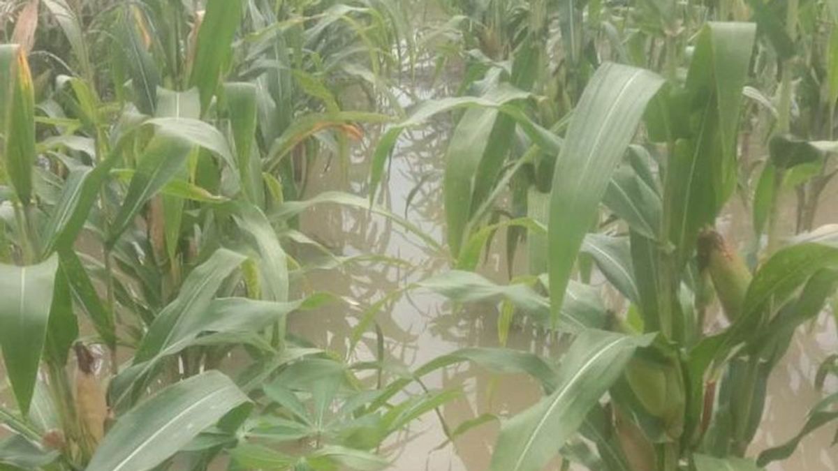 NTT马六甲503公顷农民土地受到洪水的影响