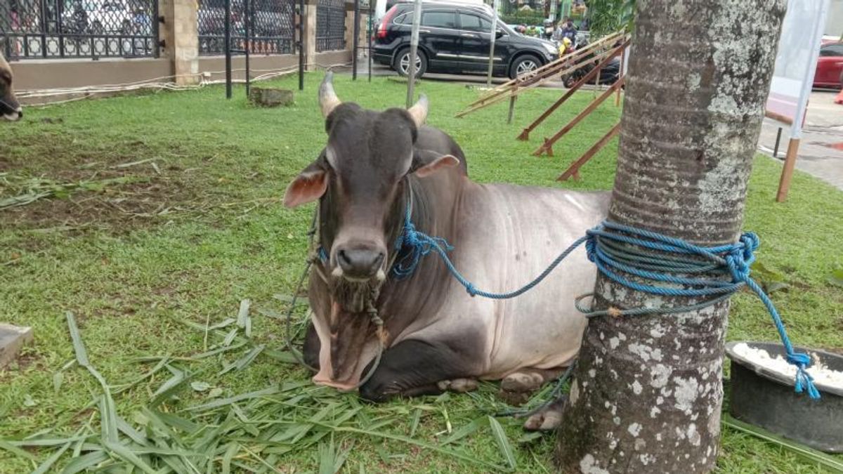 Presiden Jokowi Salurkan Sapi Kurban Idul Adha ke 34 Provinsi, Kisaran 800 Kg sampai 1 Ton Per Ekor