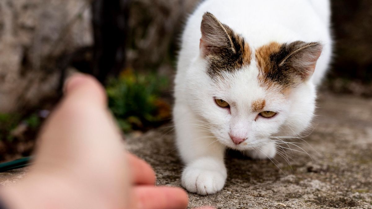 5 Cara Menggendong Kucing agar Tidak Dicakar