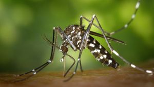 La pression du DENGD, le gouvernement de la ville de Jaktim va amener les résidents qui laissent leurs maisons deviennent un ronge de moustiques Aedes Aegypti