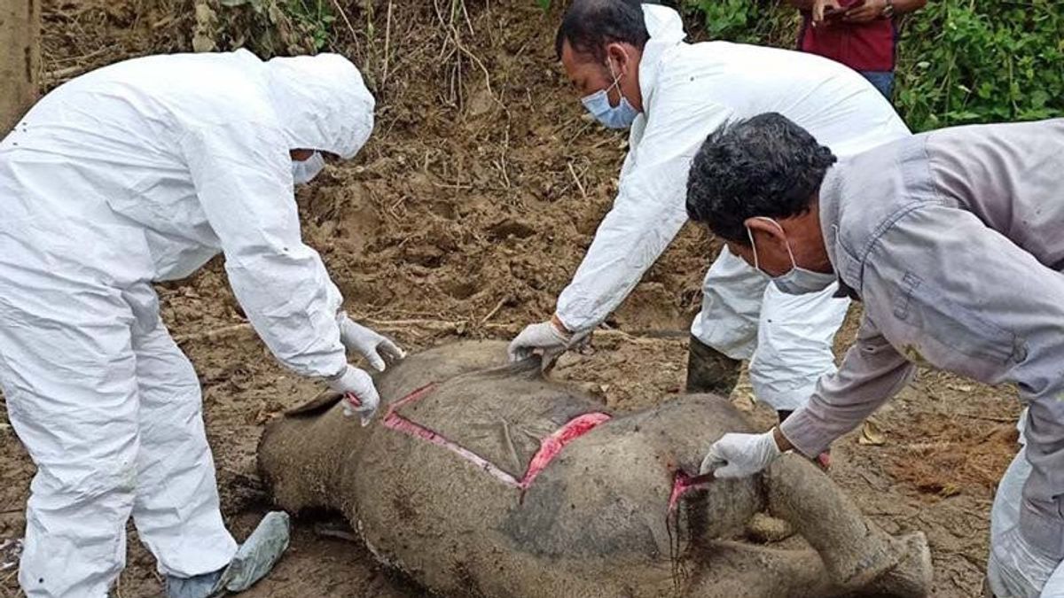 Veau éléphant De Sumatra Presque éteint Retrouvé Mort à La Frontière Des Plantations Et Des Forêts En Aceh