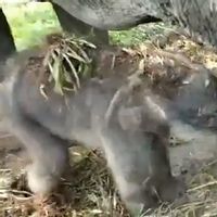 Menteri Siti Gembira Sambut Kelahiran Pertama Anak Gajah Sumatera di Tahun 2021