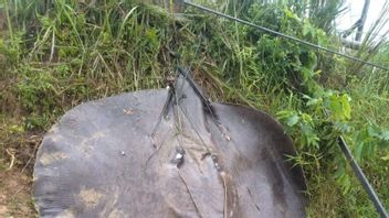Stingray 'Monster' Capturé Avec Succès Dans La Rivière Batanghari, Avait Traîné Un Pêcheur Au Fond De La Rivière