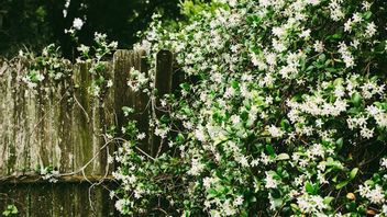 How to Plant and Care for Jasmine Flowers So They Grow Well