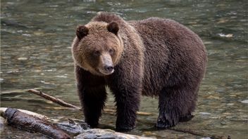 Disergap Beruang saat Tengah Berburu, Dua Pria Alami Luka-luka