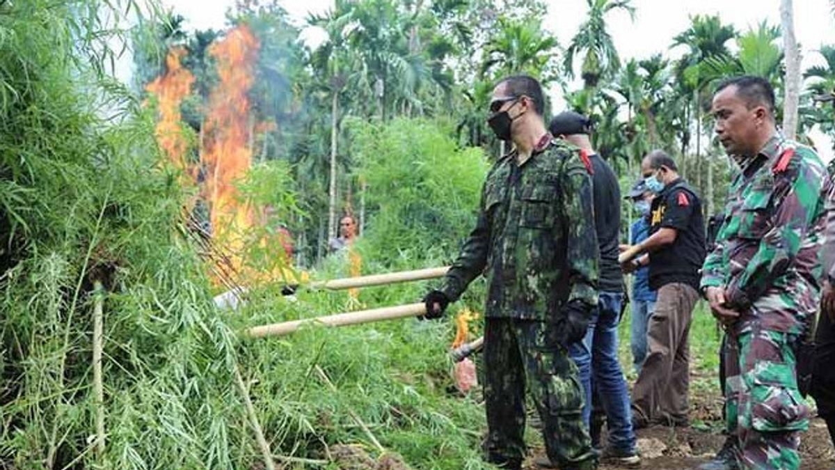 2 Ladang Ganja di Aceh Utara Dimusnahkan, Pelaku Tidak Ditemukan