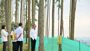 Jokowi Ajak Menteri Kabinet Nikmati Pemandangan Pagi IKN