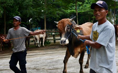 Gerindra Salurkan Ratusan Sapi untuk Kurban Iduladha, Muzani: Mudah-mudahan Berkah