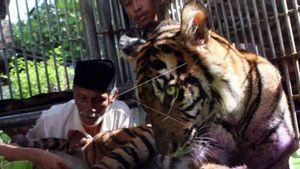 Harimau Sumatra Kembali Masuk Perkebunan Warga di Aceh