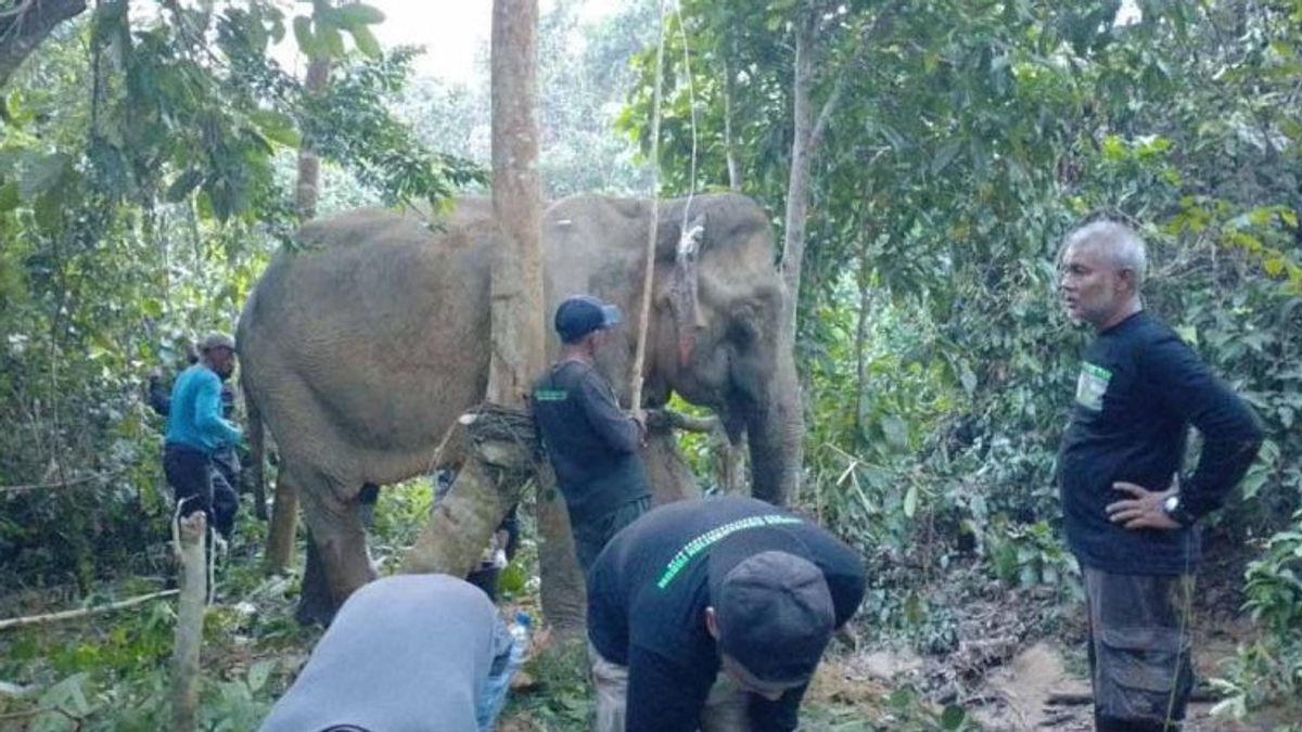 Gajah Terluka Masuk Kebun Warga Bener Meriah Aceh, BKSDA Giring Keluar Sembari Pemantauan