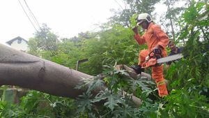 30 Pohon Keropos Rawan Tumbang di Jakpus Ditebang Petugas