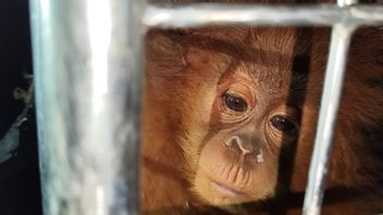 政府确保将猩猩和爪哇犀牛偷运到泰国的嫌疑人