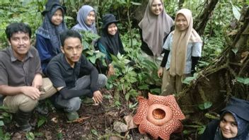 Two Rafflesia Flowers Blooming Perfectly In Agam, West Sumatra, German Tourists Even Come To See