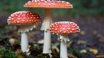 The Characteristics Of Toxic Mushrooms And Examples