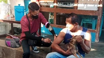 South Central Timor Regency Government Traces The Origin Of Dogs Infected With Rabies In Fenun Village