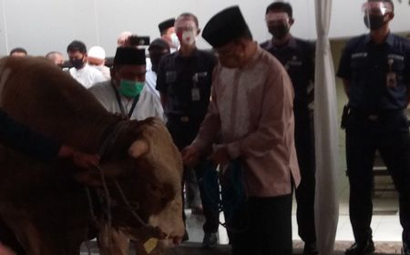 Anies Baswedan Sumbang Sapi Limosin