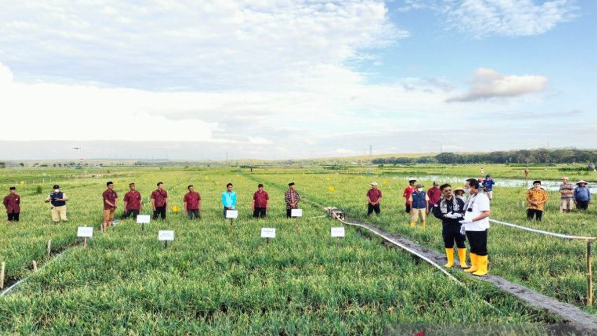 农业部长Syahrul确保不减少对农民的补贴肥料分配