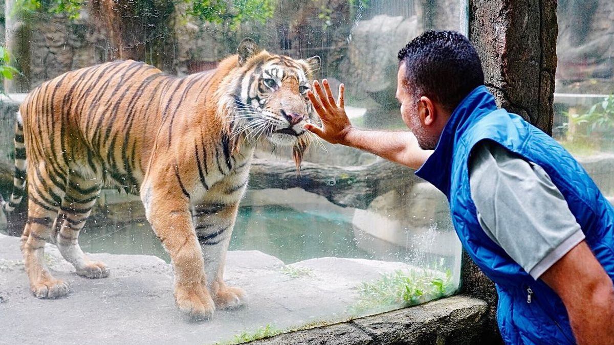 Bang Ijeck Lepas Rindu Sapa Jenderal Harimau Pemberian Suryo Prabowo yang Kini di Siantar Zoo