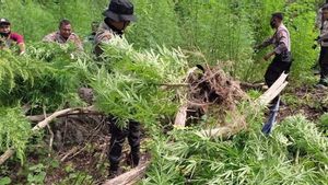 Berita Narkoba: Ladang Luas di Aceh Tampak Hijau, Ternyata Dipenuhi Ganja 