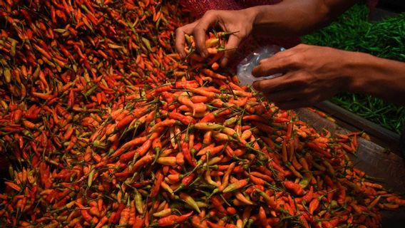 Chili Prices Start To Rise, Some Up To IDR 100 Thousand Per Kilogram