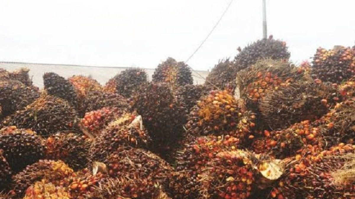 BPS Says Palm Oil Triggered Deepest Decline In Processing Industry Exports