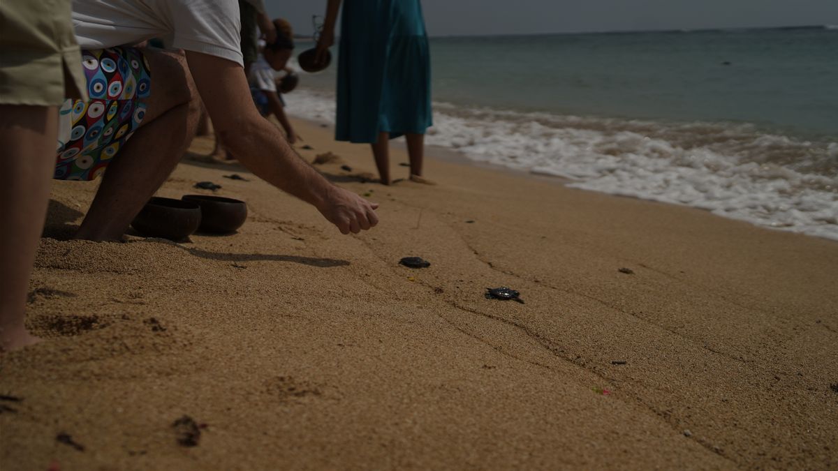 Turtle Release At The 2023 Carbon Digital Conference Becomes A Symbol Of Human, Natural, And Spiritual Balance