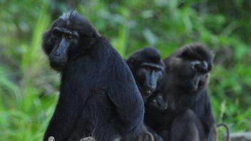 黒い類人猿は絶滅の危機に瀕しています、中央スラウェシBKSDAは密猟から守るように人々に頼みます