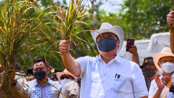 Hilirisasi Sektor Perkebunan Dinilai Sukses Tingkatkan Daya Saing Produk Nasional