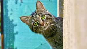 Dikecam Secara Keji, Penyelenggara Kompetisi Berburu Kucing Liar di Selandia Baru Dibatalkan