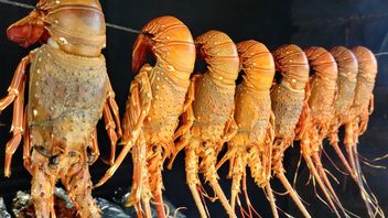 Ombudsman Endus Potensi Kecurangan Ekspor Lobster