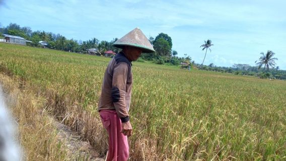 Damaged Irrigation Network, the Hope of Bengkulu Farmers Now Depends on the Central Government