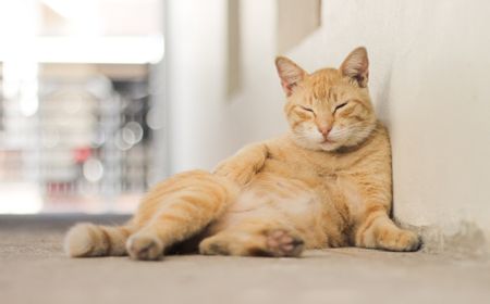 7 Tanda Kucing Obesitas yang Wajib Dipahami Pemilik Anabul