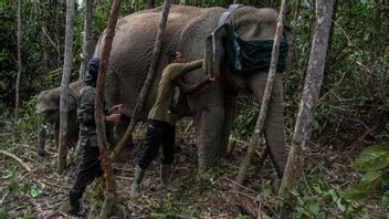 Gajah Liar di Pelalawan Riau Dipasang Kalung Pelacak, 2 Gajah Jinak Ikut Bantu Pemasangan