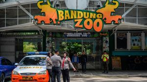 Izin Bandung Zoo Terancam Dicabut, Manajemen Kembalikan Jerapah, Lechwe, Gnu ke Taman Safari 