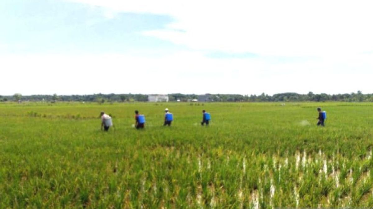 BPTPH Kalsel Tangani Virus Tungro Serang 1.683 Hektare Padi